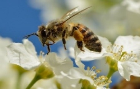 Eine Biene sammelt Nektar von blühenden weißen Blumen vor einem blauen Himmel.