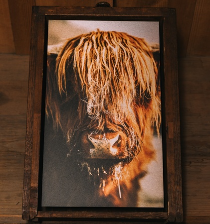 Nahaufnahme eines Highland-Rinds mit langem, wuscheligen Fell und feuchter Schnauze.